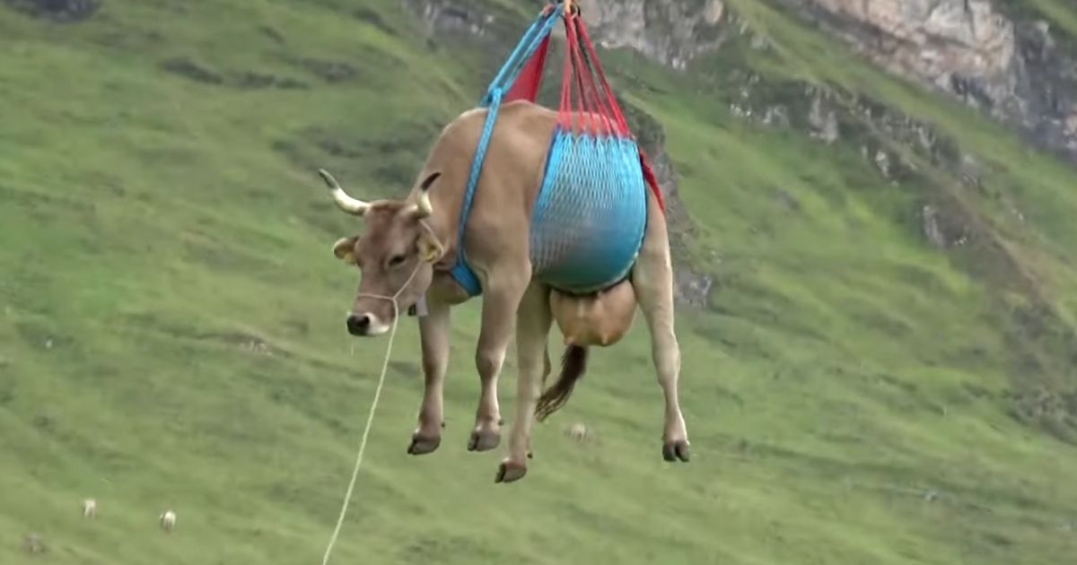 When Cows Fly: See the Incredible Moment Helicopter Airlifts Injured Cattle to Safety in the Swiss Alps
