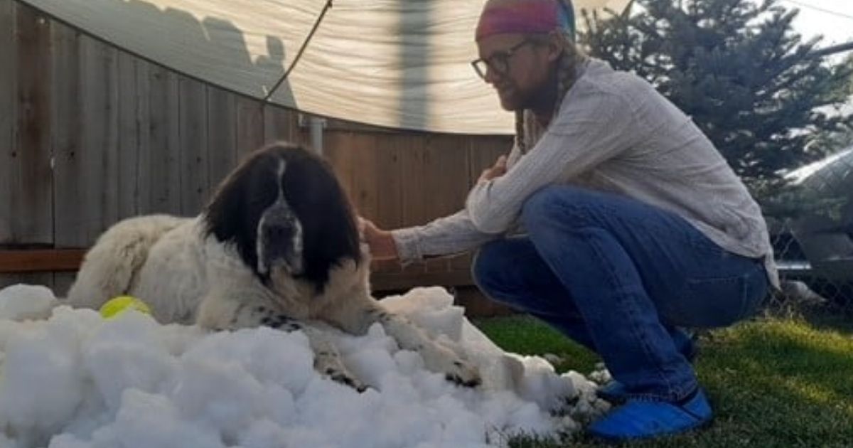 Snow-Loving Dog on Death's Doorstep Gets One Last 'Snow Day' Thanks to Act of Kindness