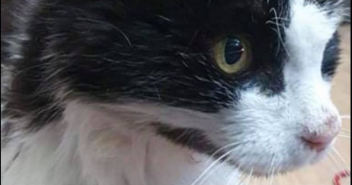 Cat Reunited with Owner After More Than a Decade; microchip a key