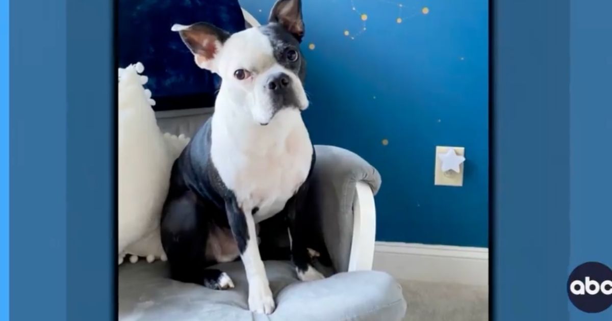 Dog Alerts Mom To Struggling Baby, Makes Unbelievable Rescue