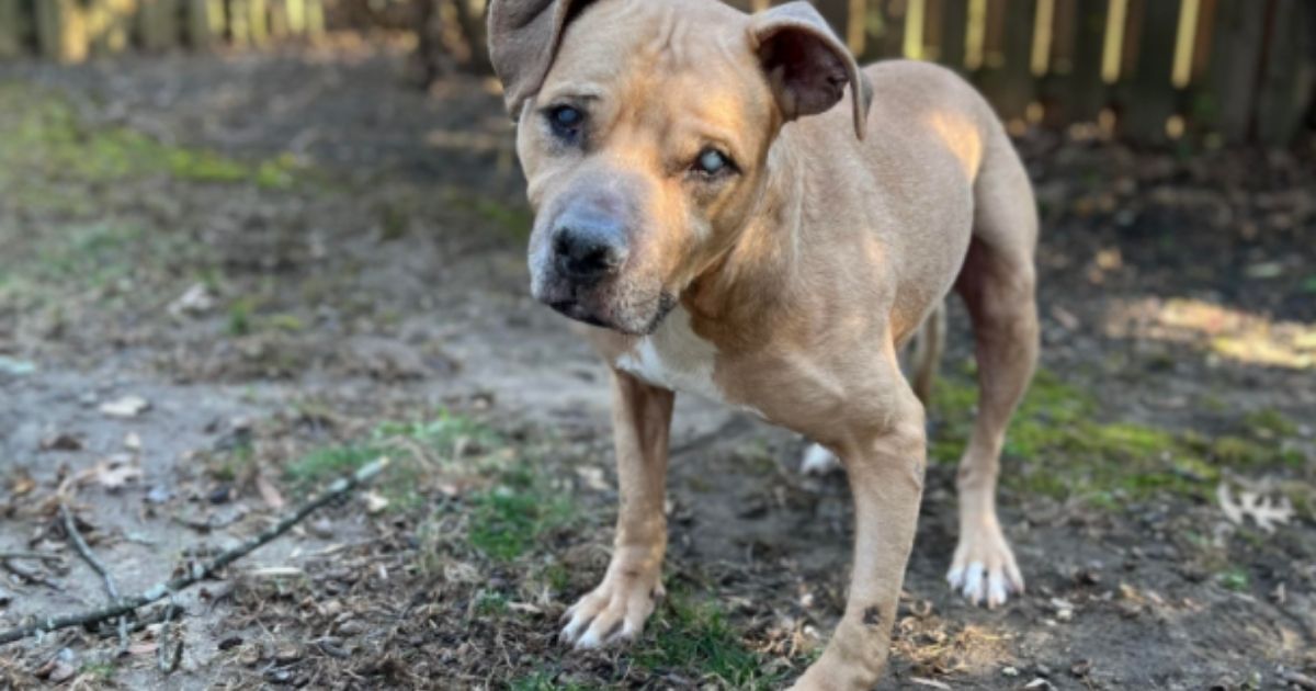 Sweet, Blind, Old Dog Rescued from Convicted Dogfighter Seeks Family and a Place to Call Home