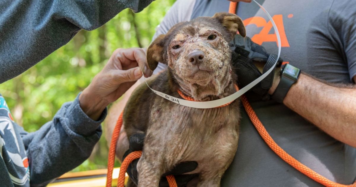 65 Dogs in Awful Conditions Saved from Overwhelmed Owner: Rescue Praised for Unusual Show of Compassion