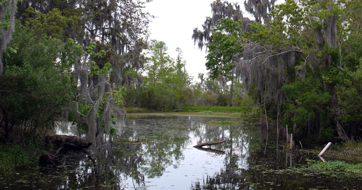 Man Killed by Alligator in South Carolina Pond; Trapper Reveals Hidden Danger to Watch For