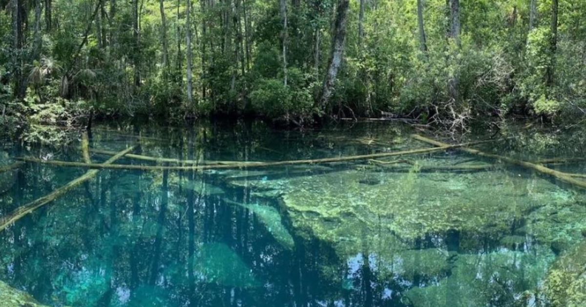 Three Florida Teens Discover Body While Swimming at Picturesque Waterhole