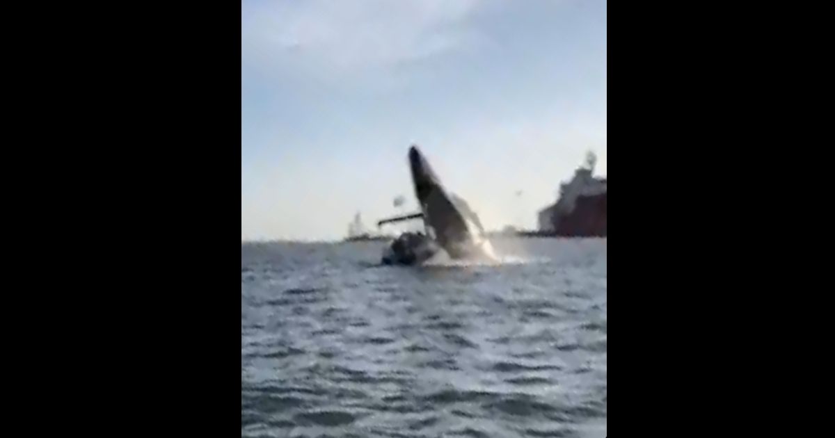 Massive Humpback Breaches Surface of Water, Crushes Whale Watchers in Intense Video