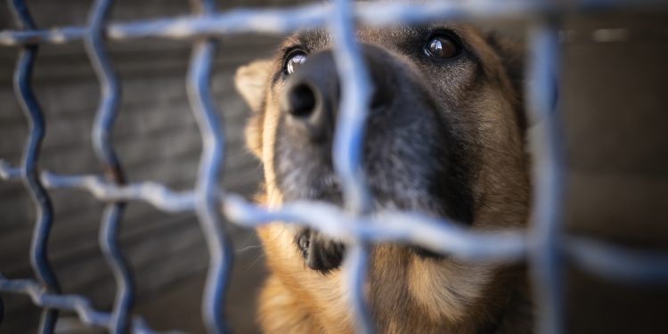Group Rescues Town Pets As Residents Evacuate Due to Wildfires