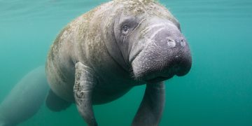 Virginia Police Save Manatee Trapped in Pound Net