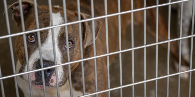 More Than 100 Animals Airlifted Out Of Maui Shelters In Order to Make Room