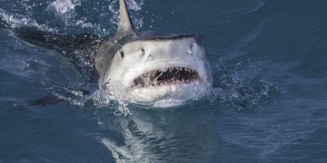 Shark Attack Victim Lost ’20 Pounds of Flesh’