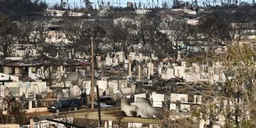 Animals Rescued After Maui Fire Suffered Paws Burned to the Bone, Estimated 3,000 Pets Still Missing