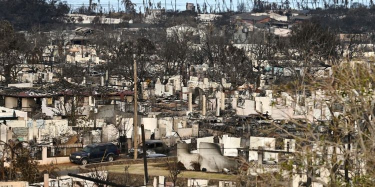 Animals Rescued After Maui Fire Suffered Paws Burned to the Bone, Estimated 3,000 Pets Still Missing
