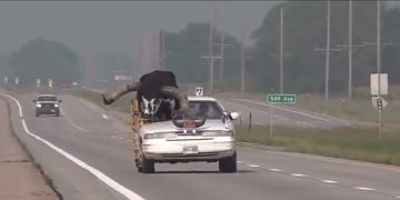 Man Pulled Over for Letting Bull Ride Shotgun