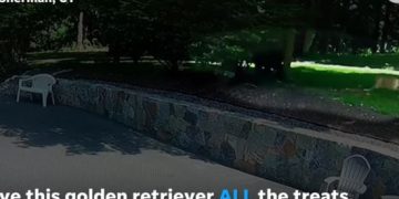 Video: Family Dog Protects 4-Year-Old From Bear