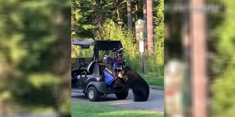 Video: Black Bear Breaks Into Golfer’s Bag and Steals It