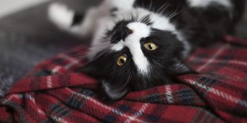 Missing Cat Reunited With Family After Home Collapsed in Alaskan River