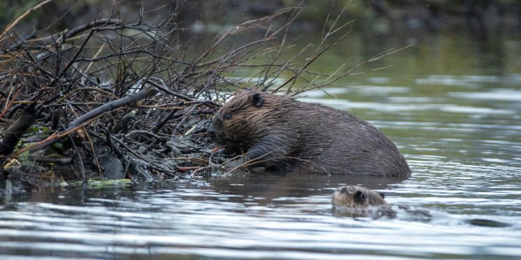 Baby Beaver Spotted in San Francisco Bay Area for the First Time in 160 Years