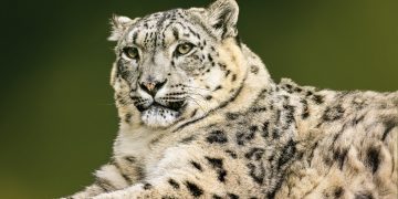 Vulnerable Snow Leopard Population Growing in the Himalayas