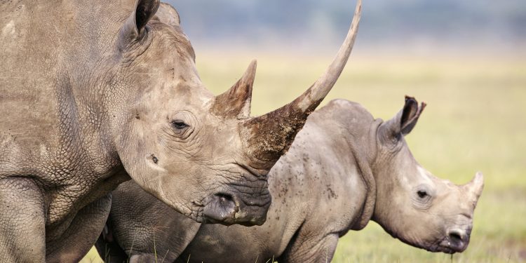 African Parks Rescue 2,000 Rhinos for Rewilding Project