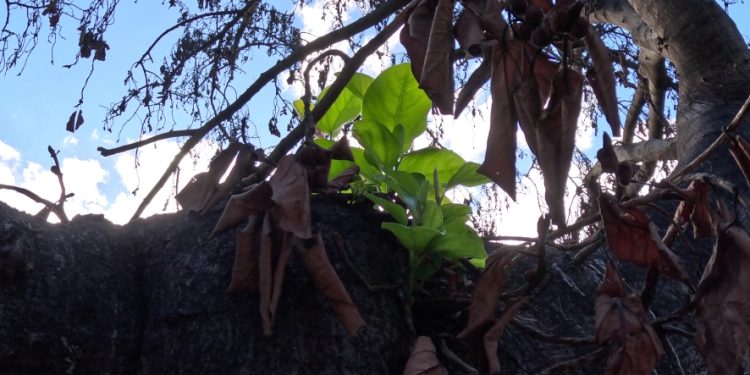 New Beginning: 150-Year-Old Banyan Tree Burned From Maui Wildfires Shows Signs of Growth