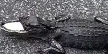 Woman Seeks Help for Half-Mouthed Alligator