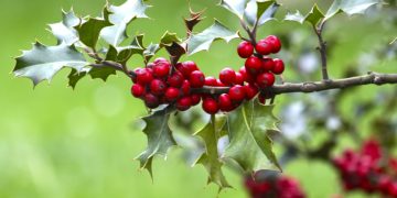 Extinct Holly Tree Found in South America After Not Being Seen For Nearly 200 Years