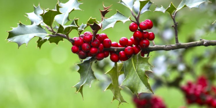 Extinct Holly Tree Found in South America After Not Being Seen For Nearly 200 Years