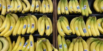 Scientists Warn Bananas Could Go Extinct Due to Fungus Infection