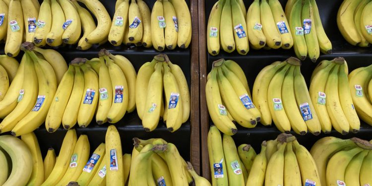 Scientists Warn Bananas Could Go Extinct Due to Fungus Infection