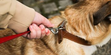 World’s Oldest Dog Ever Dies at 31