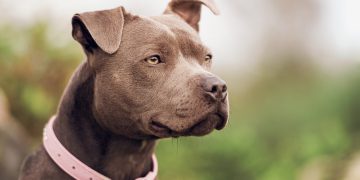 Dog Rescued From Perilous Edge of Bridge