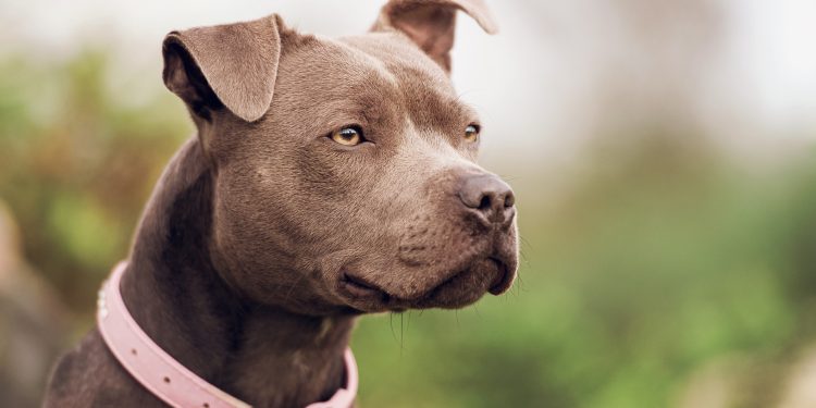 Dog Rescued From Perilous Edge of Bridge