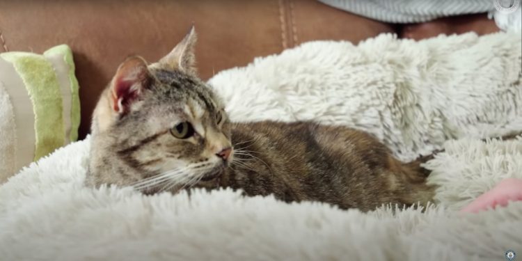 Cat Sets New Guinness World Record