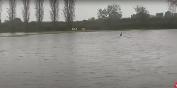 Sheep Stranded in Flood Saved by Heroic Dog