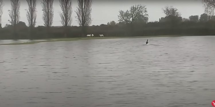 Sheep Stranded in Flood Saved by Heroic Dog