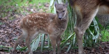 Rare Spotted Deer Born at England Zoo