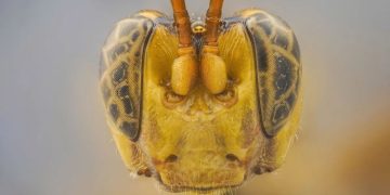 A wasp was discovered in the Amazon.