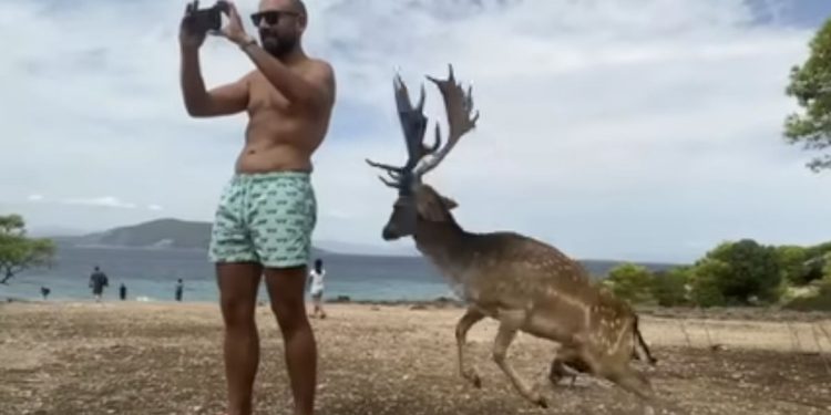 While on vacation in Greece, Gian Carlo Triacca tried to take a photo of a deer, but ended up being attacked by another one instead, resulting in some broken ribs.