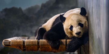 National Zoo’s Pandas Depart for China, Marking End of More Than 50-Year Program