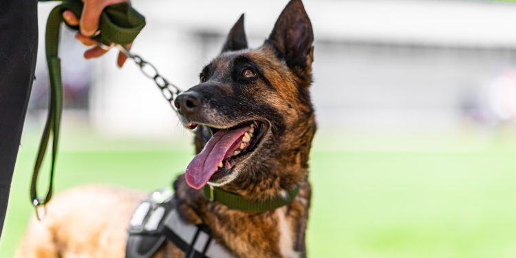 Veteran Starts Charity for Service Dogs in Memory of His Companion, Kaya