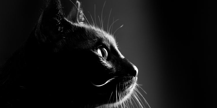 Dog Saves Cat Trapped 100 Feet Down Mine Shaft