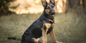 Couple Reschedules Wedding to Adopt a Puppy
