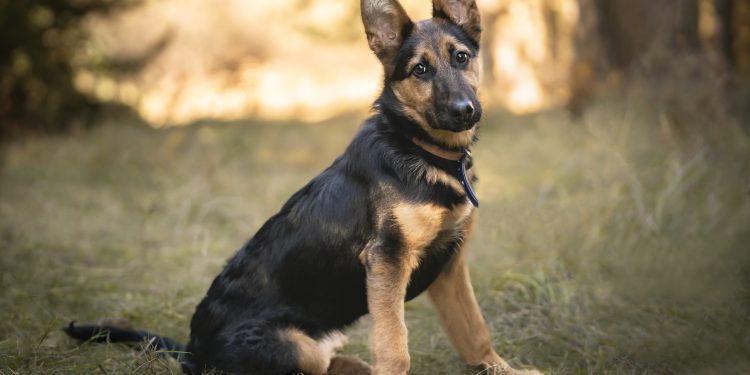 Couple Reschedules Wedding to Adopt a Puppy