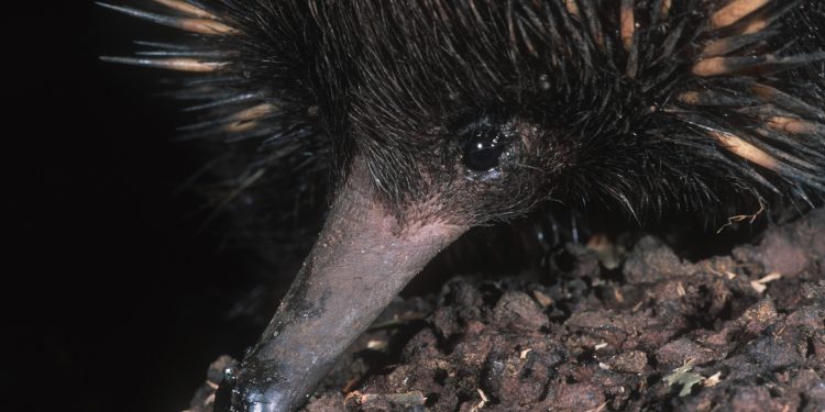 ‘Lost Echidna’ Feared Extinct Found Alive for the First Time in Six Decades