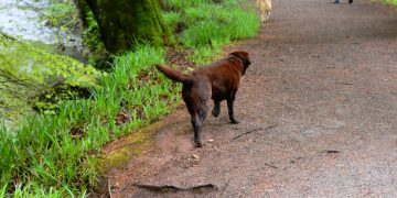 Missing Dog Found By Hikers After 2 Months on the Loose
