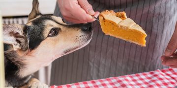 Connecticut Humane Society Partners With the Doggy Wish to Give Dogs Thanksgiving Meal