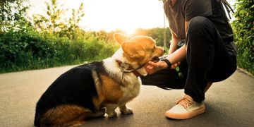 Woman Adopts 7 Dogs With Disabilities and Trains Them to Be Therapy Dogs