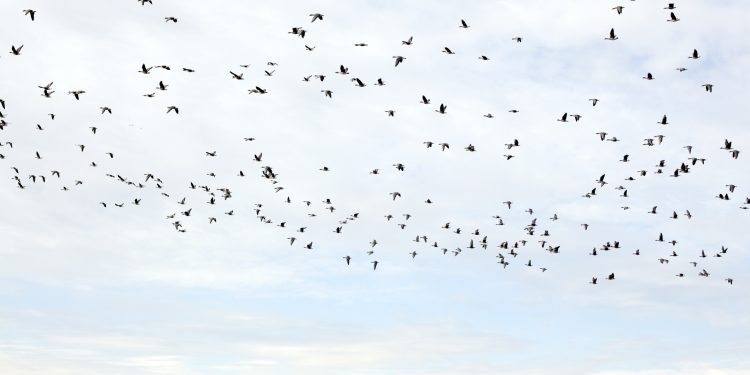 Dozens of Bird Species To Be Renamed After Current Names Declared ‘Racist,’ ‘Misogynistic’