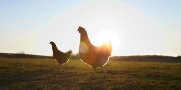 Shoe Collection Helps Injured Chicken Walk