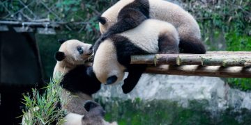 Xi Jinping Hints at Sending More Pandas to US
