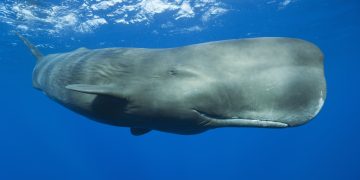 World’s First Sperm Whale Reserve Being Created in Dominica